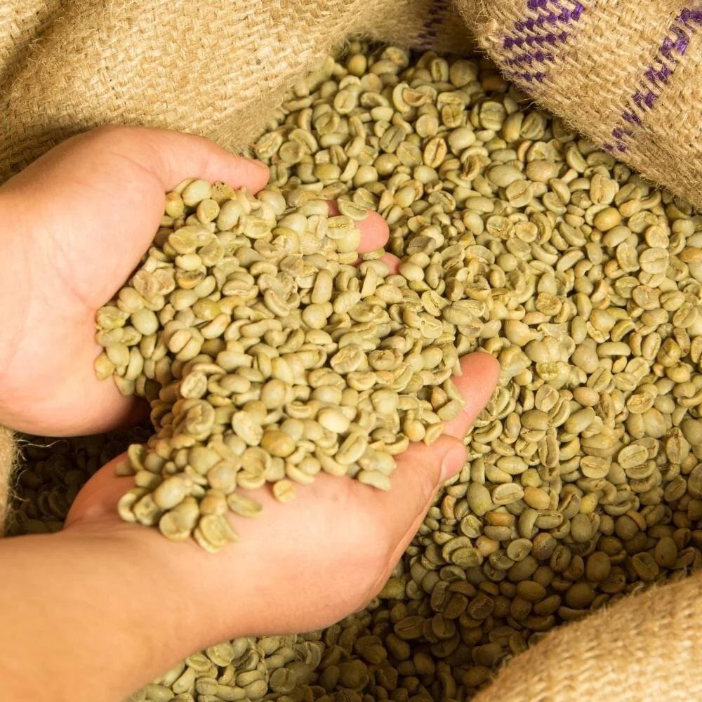 The Top Dogs of Decaf Coffee (2023) 9 of the Best